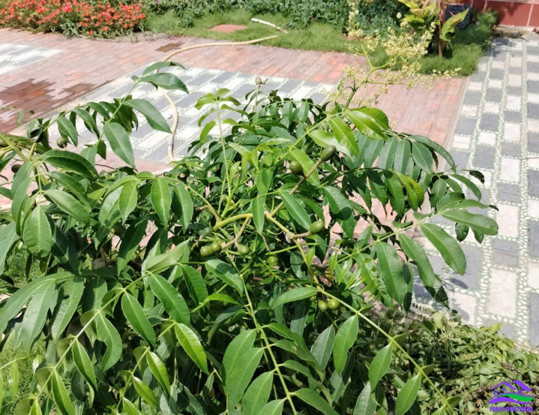 HAILONGREAL: Nhà Góc 2 mặt tiền giá : 5.8ty, DT: 10,5x20m, Góc đường số 13 + đường số 3, lô B3-19, khu Thái Sơn - Long Hậu